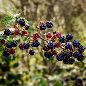 Černica nepichľavá, veľkoplodá (Rubus fruticosus) ´LOCH NESS´ - skorá, výška 30-50 cm, kont. C1.5L/C2L